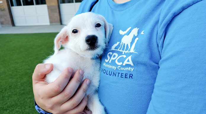 SPCA Monterey County offers 4th of July pet safety tips SPCA volunteer with puppy