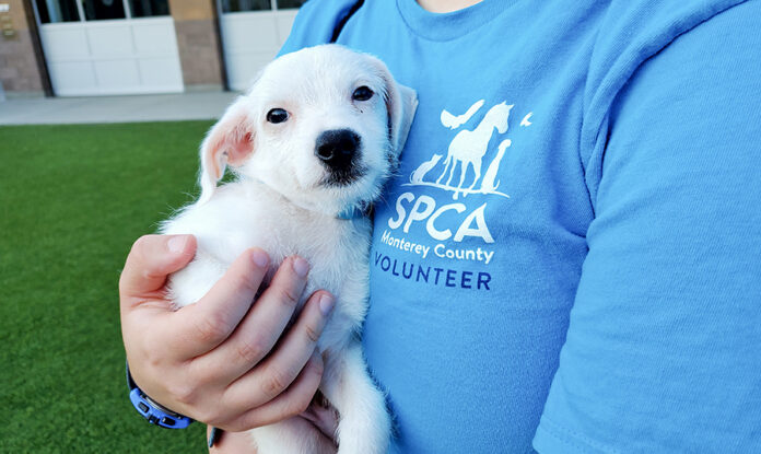 SPCA volunteer with puppy
