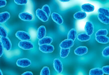 Monterey County sees sharp rise in whooping cough cases Colony of the Bordetella pertussis bacterium that causes pertussis, a whooping cough