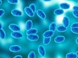 Monterey County sees sharp rise in whooping cough cases Colony of the Bordetella pertussis bacterium that causes pertussis, a whooping cough