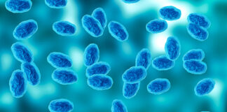Monterey County sees sharp rise in whooping cough cases Colony of the Bordetella pertussis bacterium that causes pertussis, a whooping cough