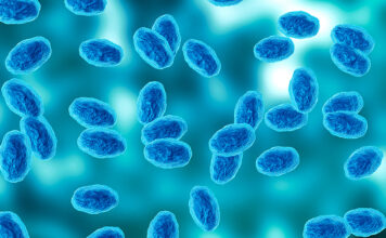 Colony of the Bordetella pertussis bacterium that causes pertussis, a whooping cough