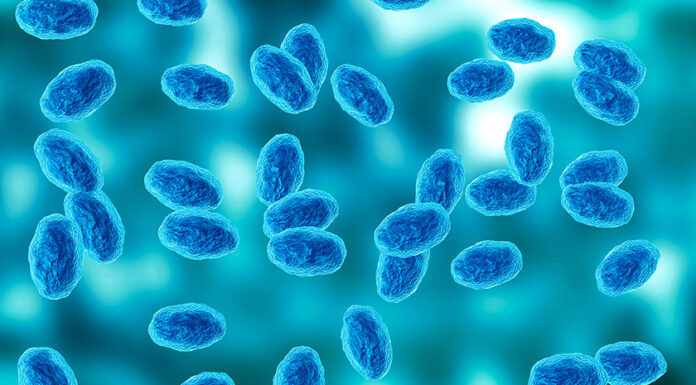 Monterey County sees sharp rise in whooping cough cases Colony of the Bordetella pertussis bacterium that causes pertussis, a whooping cough