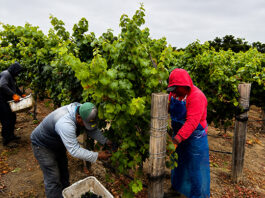 Early winegrape harvest begins in Monterey County Scheid Vineyards harvest