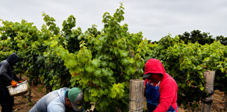 Early winegrape harvest begins in Monterey County Scheid Vineyards harvest