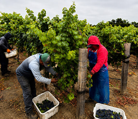 Early winegrape harvest begins in Monterey County Scheid Vineyards harvest