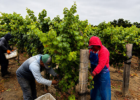 Early winegrape harvest begins in Monterey County Scheid Vineyards harvest
