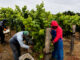 Scheid Vineyards harvest