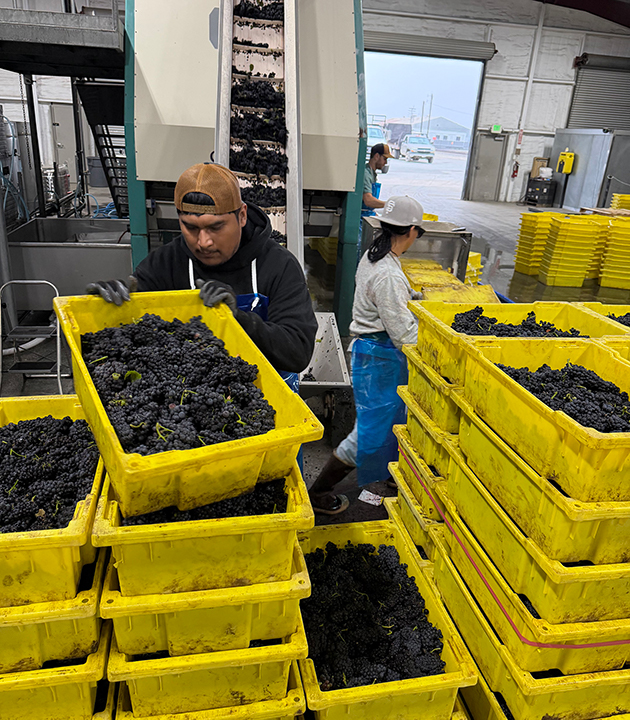 Caraccioli Cellars harvest