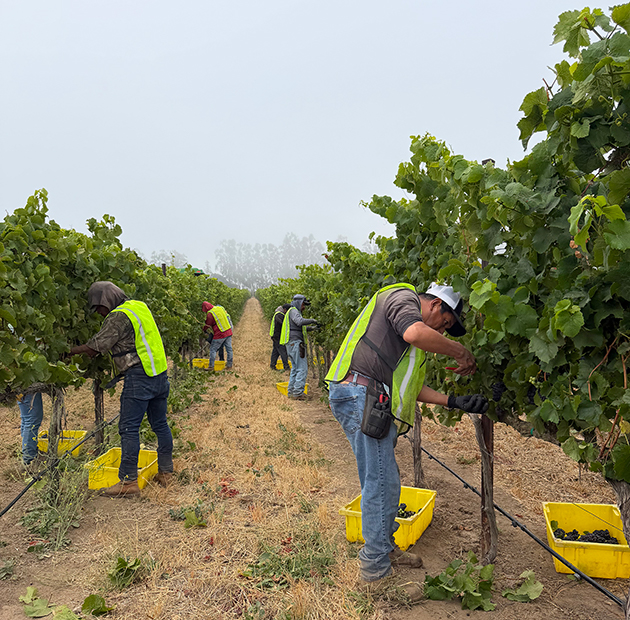 Caraccioli Cellars harvest