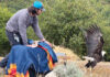 Bald eagle flies free after recovering at SPCA Monterey Countyās wildlife rescue center bald eagle