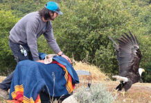 Bald eagle flies free after recovering at SPCA Monterey County’s wildlife rescue center bald eagle
