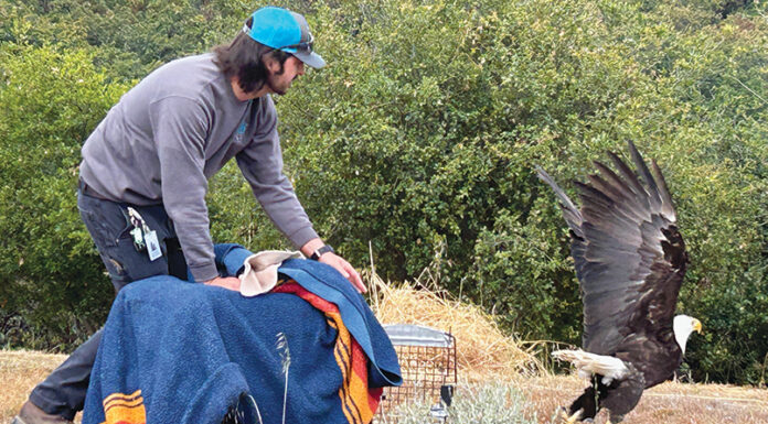 Bald eagle flies free after recovering at SPCA Monterey Countyās wildlife rescue center bald eagle