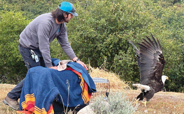 Bald Eagle released bald eagle