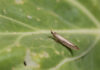 Moth damage rises as growers await new insecticide Adult diamondback moths lay their eggs on the leaves of brassica plants
