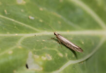 Moth damage rises as growers await new insecticide Adult diamondback moths lay their eggs on the leaves of brassica plants