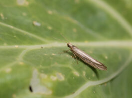 Moth damage rises as growers await new insecticide Adult diamondback moths lay their eggs on the leaves of brassica plants
