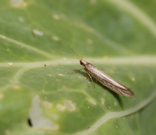 Moth damage rises as growers await new insecticide Adult diamondback moths lay their eggs on the leaves of brassica plants