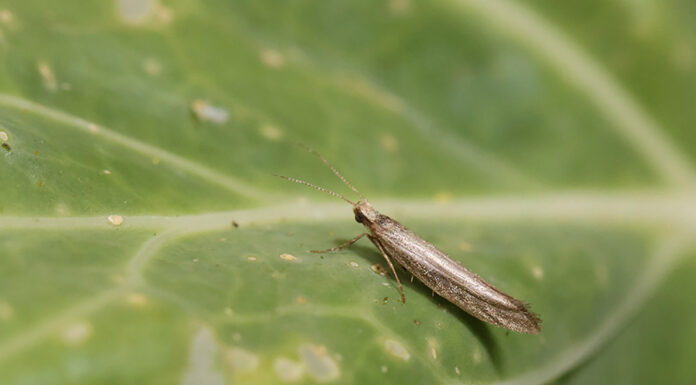 Moth damage rises as growers await new insecticide Adult diamondback moths lay their eggs on the leaves of brassica plants