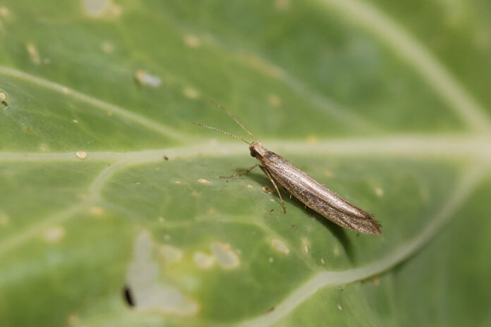 Adult diamondback moths lay their eggs on the leaves of brassica plants. Adult diamondback moths lay their eggs on the leaves of brassica plants
