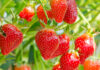 Monterey County crop value dips 3% in 2025 as strawberries remain top commodity strawberries