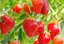 Monterey County crop value dips 3% in 2025 as strawberries remain top commodity strawberries