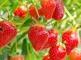 Monterey County crop value dips 3% in 2025 as strawberries remain top commodity strawberries