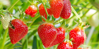 Monterey County crop value dips 3% in 2025 as strawberries remain top commodity strawberries