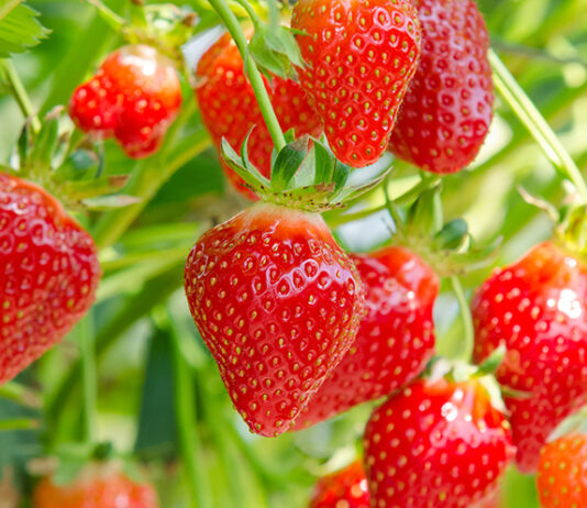 Monterey County crop value dips 3% in 2025 as strawberries remain top commodity strawberries