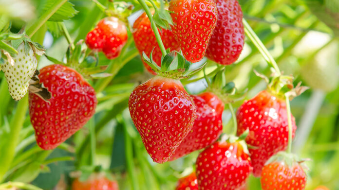 Fresh strawberries AdobeStock_83135912 strawberries