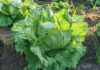 FDA says Taylor Farms cyclospora test was ‘false positive’ Iceberg lettuce growing in the field in Mexico