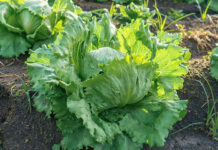 FDA says Taylor Farms cyclospora test was ‘false positive’ Iceberg lettuce growing in the field in Mexico