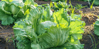 FDA says Taylor Farms cyclospora test was ‘false positive’ Iceberg lettuce growing in the field in Mexico