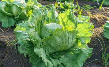 Iceberg lettuce growing in the field in Mexico