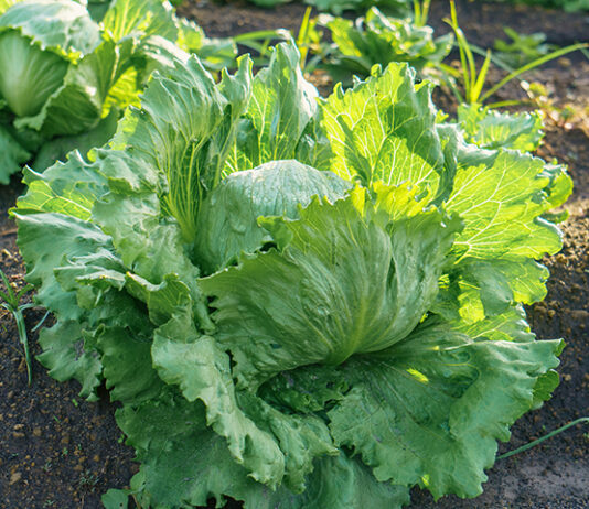 FDA says Taylor Farms cyclospora test was ‘false positive’ Iceberg lettuce growing in the field in Mexico