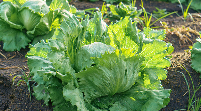 FDA says Taylor Farms cyclospora test was ‘false positive’ Iceberg lettuce growing in the field in Mexico