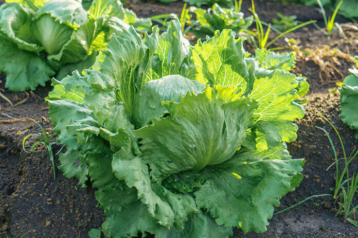 Iceberg lettuce growing in the field in Mexico AdobeStock_512667861 web Iceberg lettuce growing in the field in Mexico