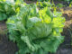 Iceberg lettuce growing in the field in Mexico