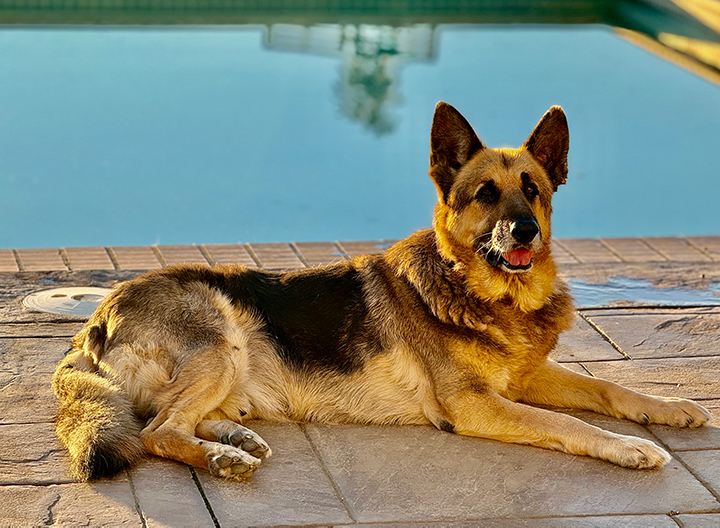 Rufus dog