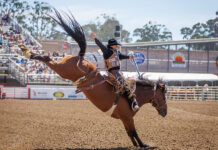 California Rodeo Salinas generates nearly $22M in total economic impact Saddle Bronc Riding