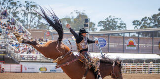 California Rodeo Salinas generates nearly $22M in total economic impact Saddle Bronc Riding