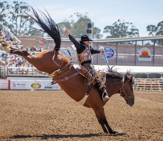 California Rodeo Salinas generates nearly $22M in total economic impact Saddle Bronc Riding