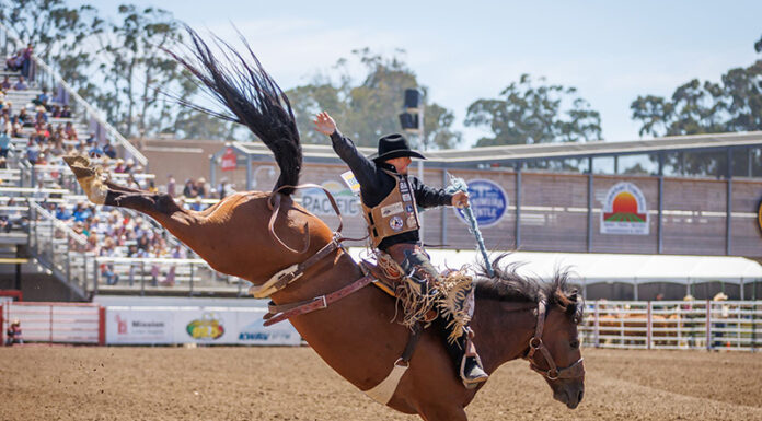 California Rodeo Salinas generates nearly $22M in total economic impact Saddle Bronc Riding