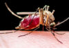 West Nile virus activity reaches 5-year high in California blood-fed mosquito