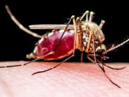 West Nile virus activity reaches 5-year high in California blood-fed mosquito