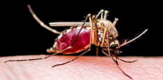 West Nile virus activity reaches 5-year high in California blood-fed mosquito