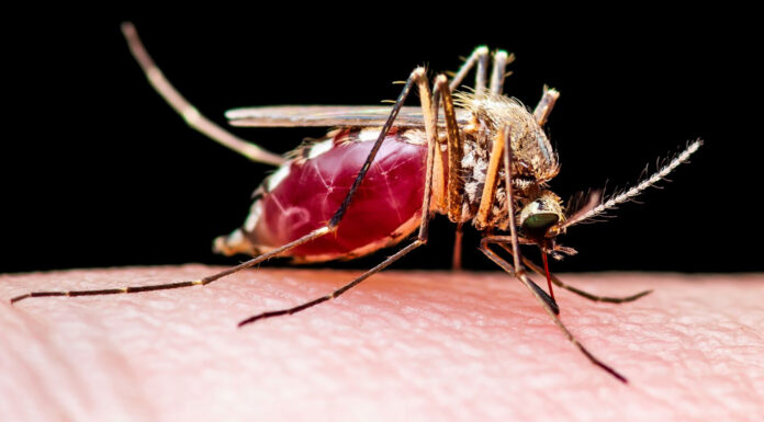 West Nile virus activity reaches 5-year high in California blood-fed mosquito
