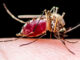 blood-fed mosquito