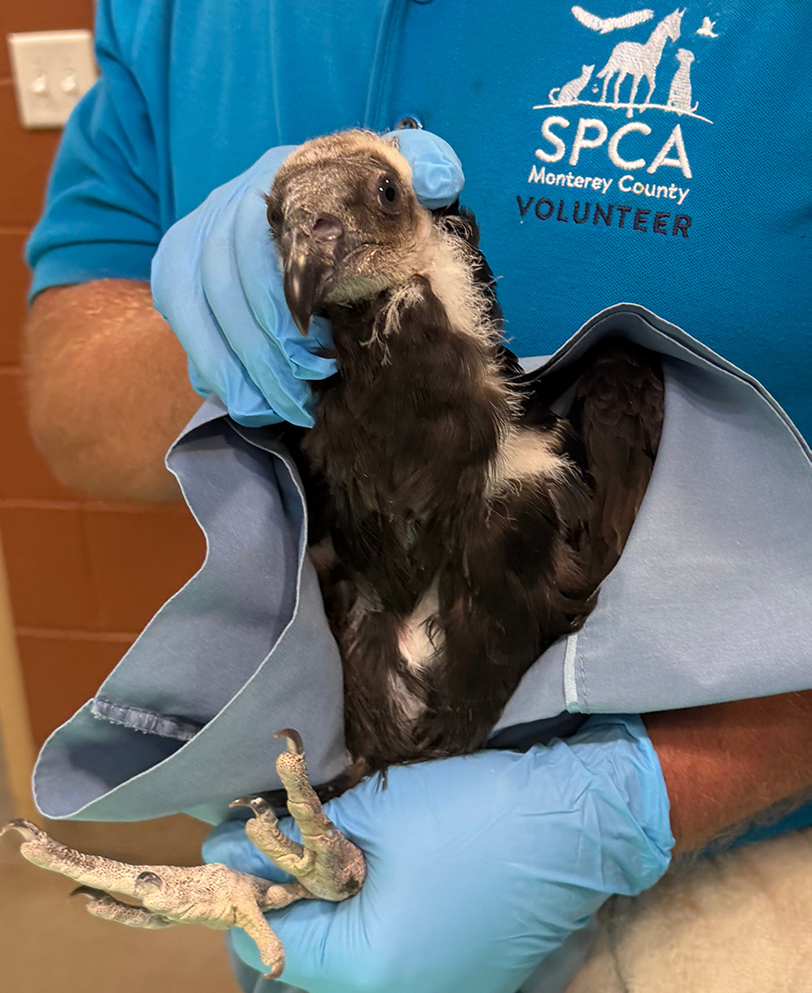 SPCA juvenile turkey vulture