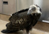 Baby turkey vulture rescued from Big Sur fires recovering at SPCA SPCA juvenile turkey vulture
